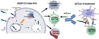 Light-enhanced VEGF121/rGel induce immunogenic cell death and increase the antitumor activity of αCTLA4 treatment